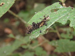 Limenitidini