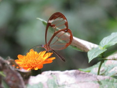 Greta morgane morgane