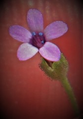 Allophyllum gilioides violaceum