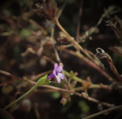 Allophyllum gilioides violaceum