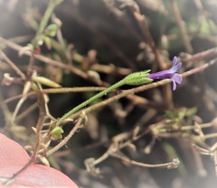 Allophyllum gilioides violaceum