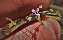 Allophyllum gilioides violaceum