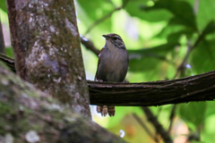 Thryophilus rufalbus