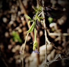 Allophyllum gilioides violaceum