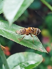 Palpada vinetorum