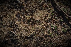 Allophyllum gilioides violaceum