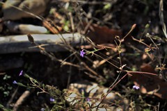 Allophyllum gilioides violaceum