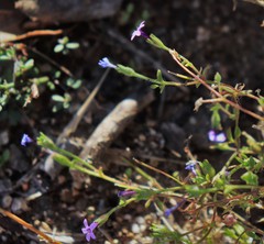Allophyllum gilioides violaceum