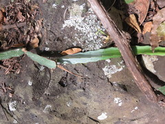 Selenicereus ocamponis