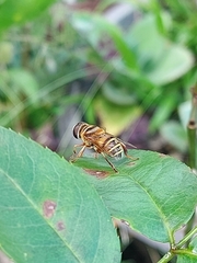Palpada vinetorum