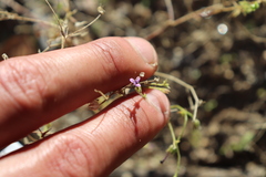 Allophyllum gilioides violaceum