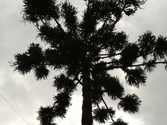 Araucaria