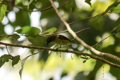 Euphonia hirundinacea