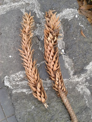 Araucaria