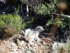 Ammospermophilus interpres