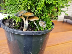 Psilocybe angulospora