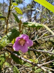 Howittia trilocularis