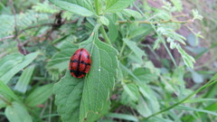 Botanochara planipennis