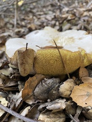 Boletus barrowsii
