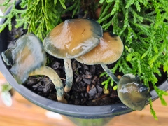 Psilocybe angulospora