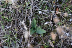 Ophrys fusca