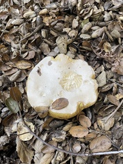 Boletus barrowsii