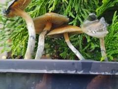 Psilocybe angulospora