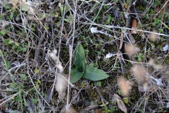 Ophrys fusca