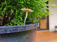 Psilocybe angulospora