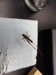 Orthoptera