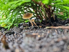 Psilocybe angulospora