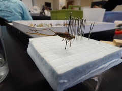 Orthoptera