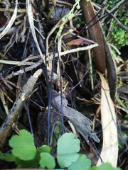 Adiantum concinnum