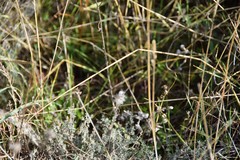 Trifolium angustifolium