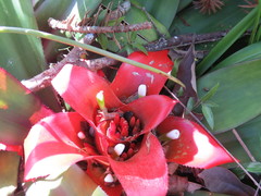 Nidularium innocentii