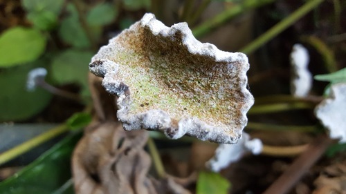 Dorstenia bahiensis