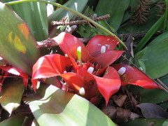 Nidularium innocentii