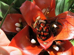 Nidularium innocentii