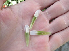 Nidularium innocentii