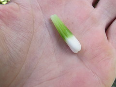 Nidularium innocentii