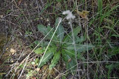 Taraxacum obovatum