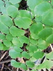 Adiantum concinnum