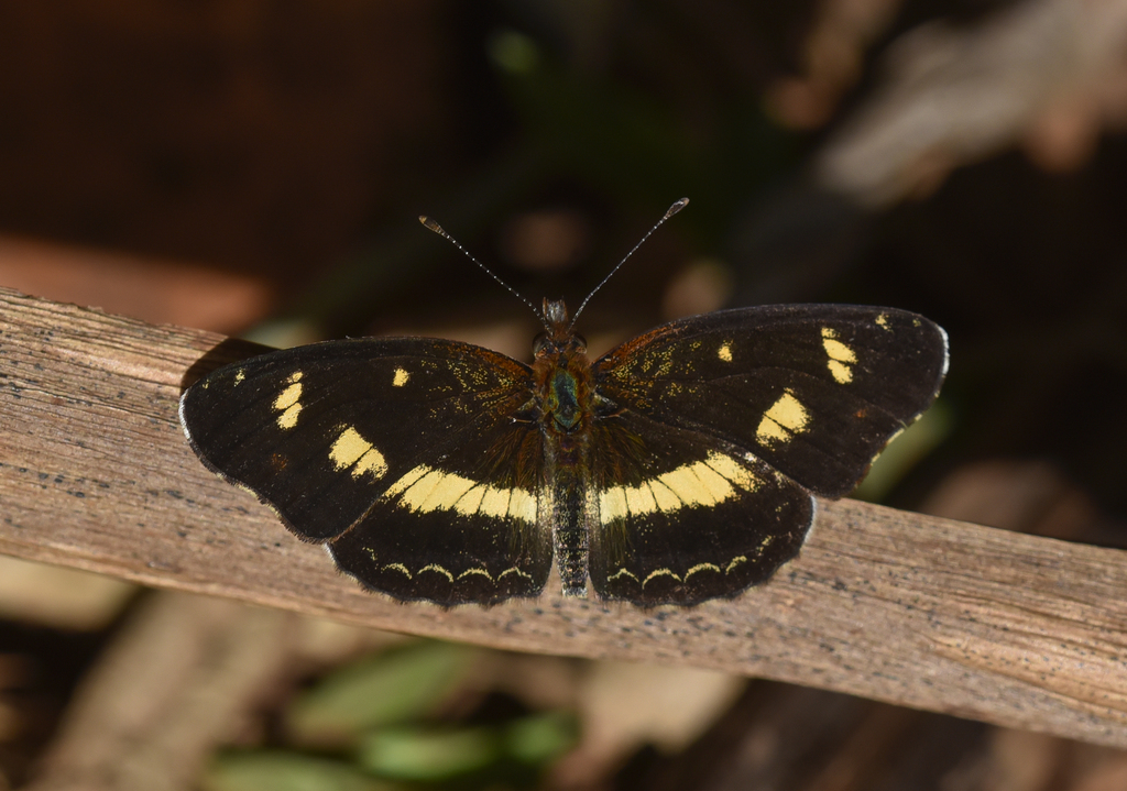 Ortilia orticas