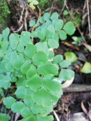 Adiantum concinnum