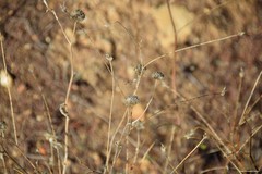 Cephalaria leucantha
