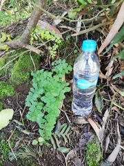 Adiantum concinnum