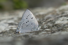 Ancema ctesia