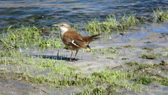 Cinclodes atacamensis