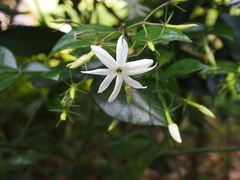 Jasminum nitidum