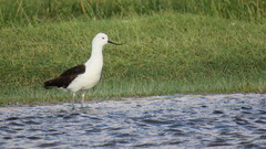 Recurvirostra andina